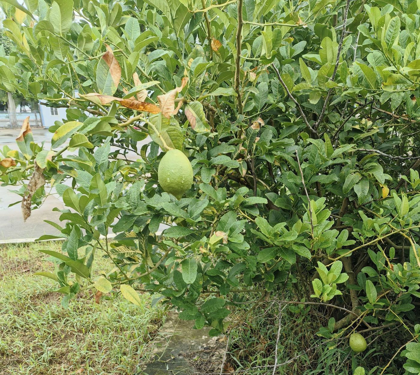 园子里的柠檬树